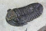 Gerastos Trilobite Fossil - Foum Zguid #69737-1